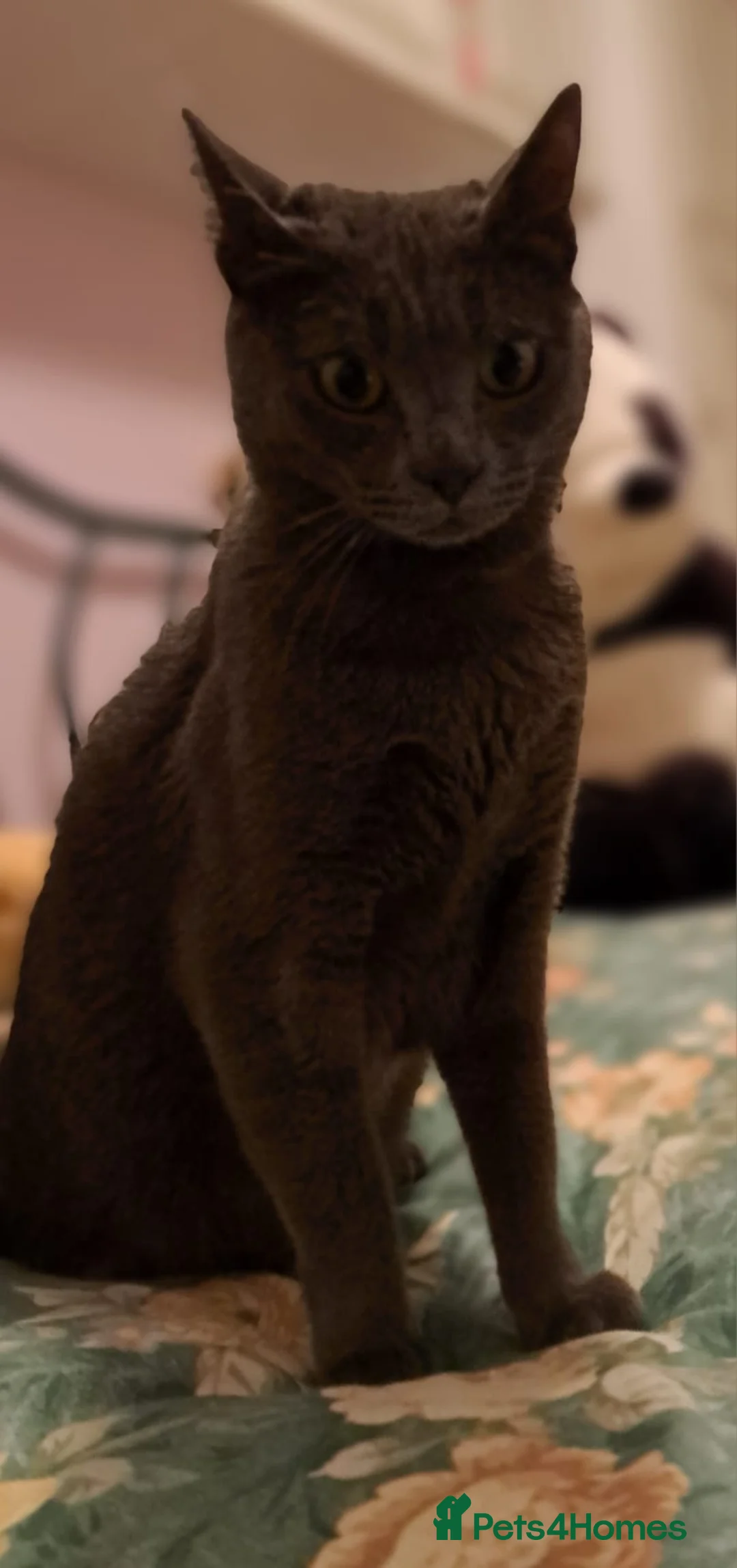 Mixed Breed cats for adoption: Super-cuddly, lively tripod looking for love - Advert 7