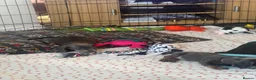 Miniature Dachshund dogs for sale: Blue and tan Mini dachshund pups ready !! 5 left!  in Newport - Advert 8