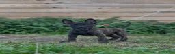 Belgian Shepherd Dog dogs for sale: Dutch herder  in Bedworth - Advert 4