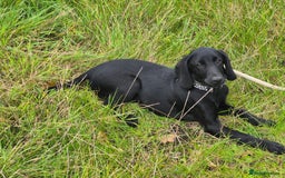 Mixed Breed dogs for adoption: Bella * Labrador x Cocker * 240799 - Image 3