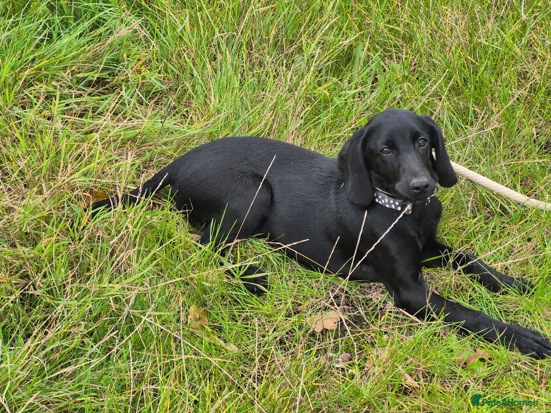 Mixed Breed dogs for adoption: Bella * Labrador x Cocker * 240799 - Image 3