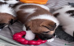 Fox Terrier dogs for sale: Quality smooth fox terrier puppies in Chesterfield - Image 7