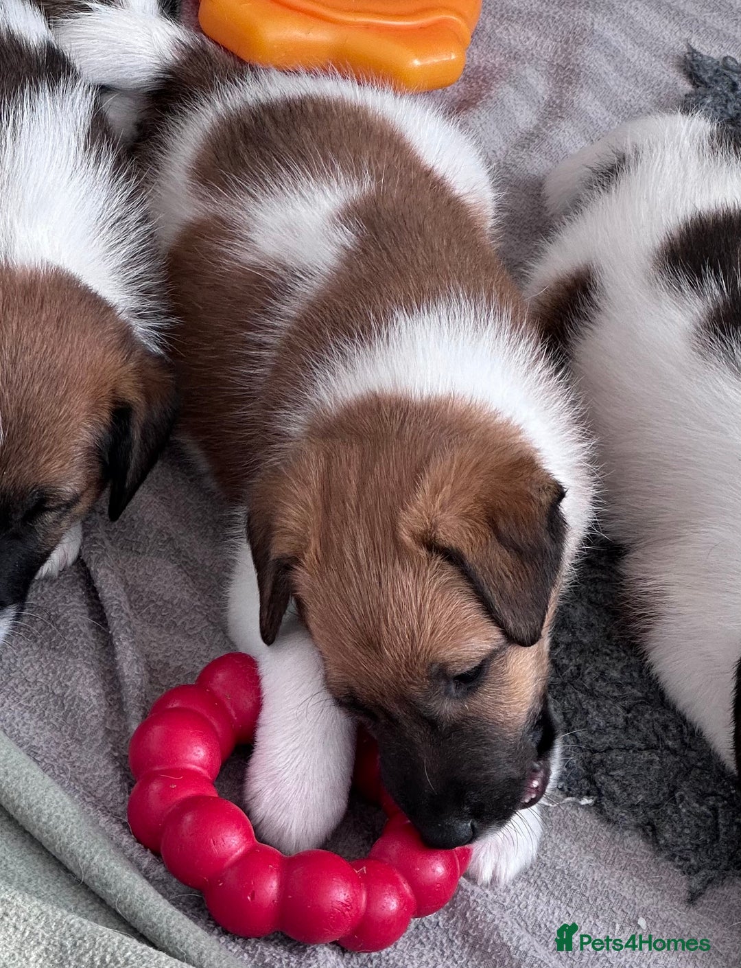 Fox Terrier dogs for sale: Quality smooth fox terrier puppies in Chesterfield - Image 7