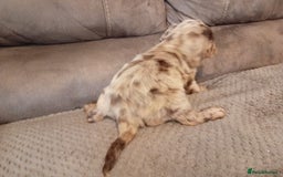Cocker Spaniel dogs for sale: Cocker spaniel puppies  - Image 23