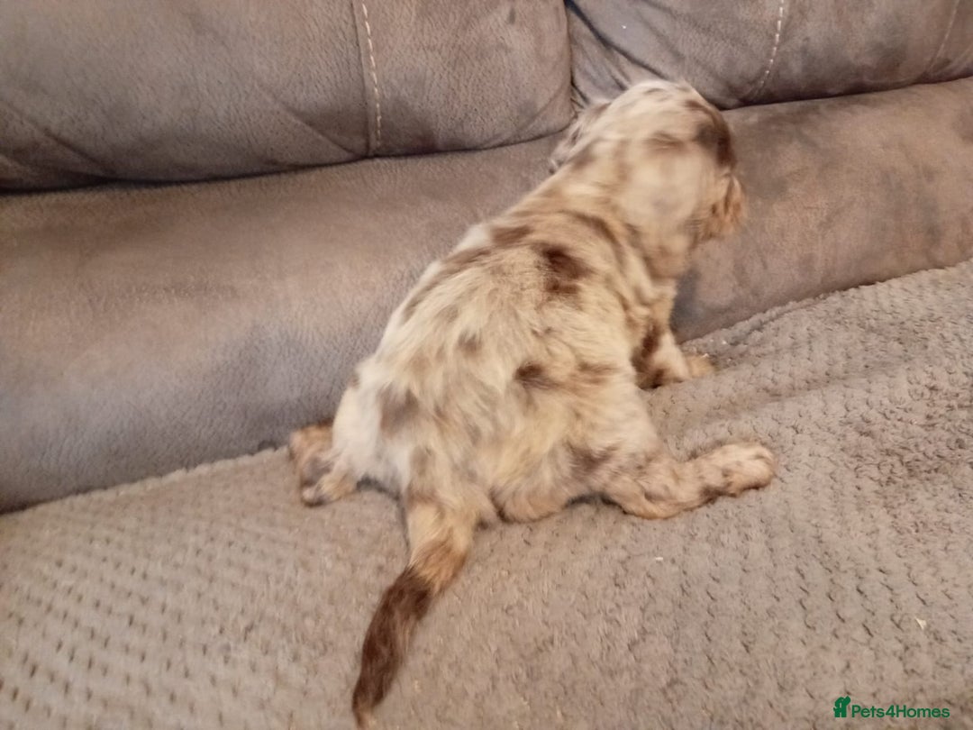 Cocker Spaniel dogs for sale: Cocker spaniel puppies  - Image 23