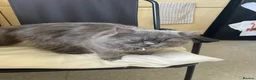Russian Blue cats for sale: Russian blue girl for sale in Sheffield - Advert 3