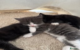 Ragdoll cats for sale: RAGDOLL MIX KITTENS FOR SALE - Image 17