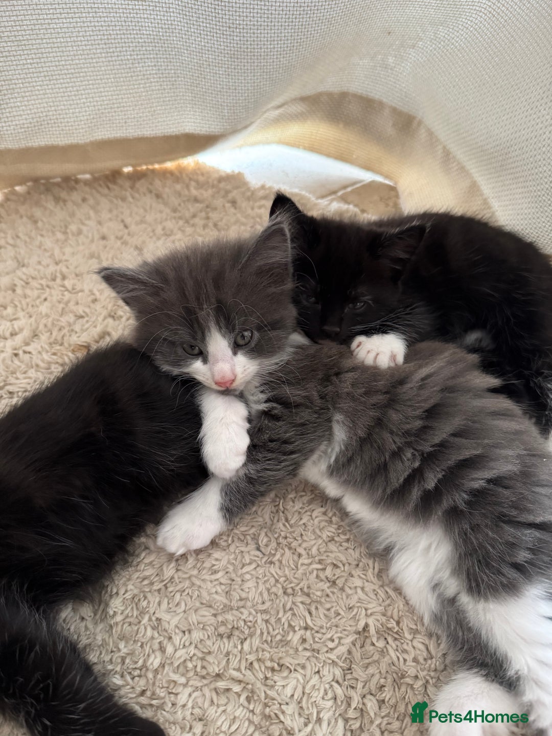 Ragdoll cats for sale: RAGDOLL MIX KITTENS FOR SALE - Image 17