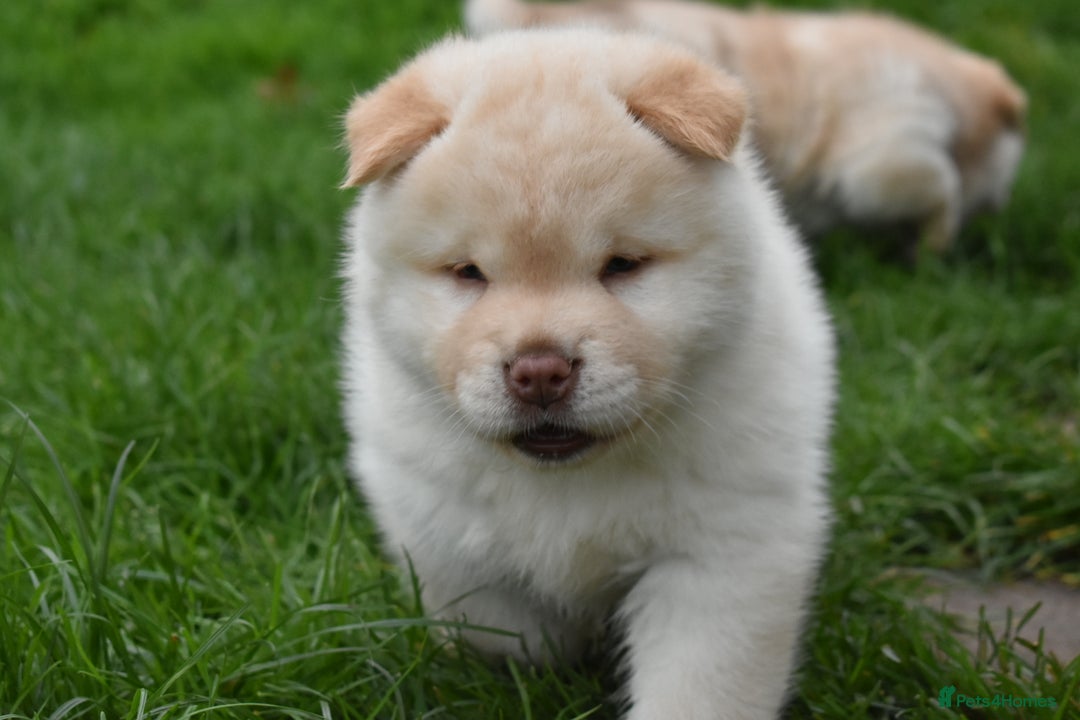 Mixed Breed dogs for sale: Genuine Chowski puppies  - Image 8