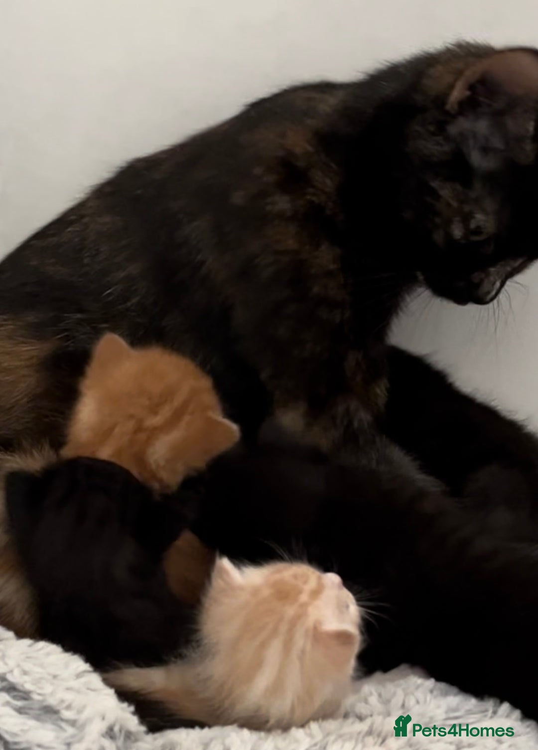 British Shorthair cats for sale: 6 kittens for sale 3 girls 3 boys  - Image 7