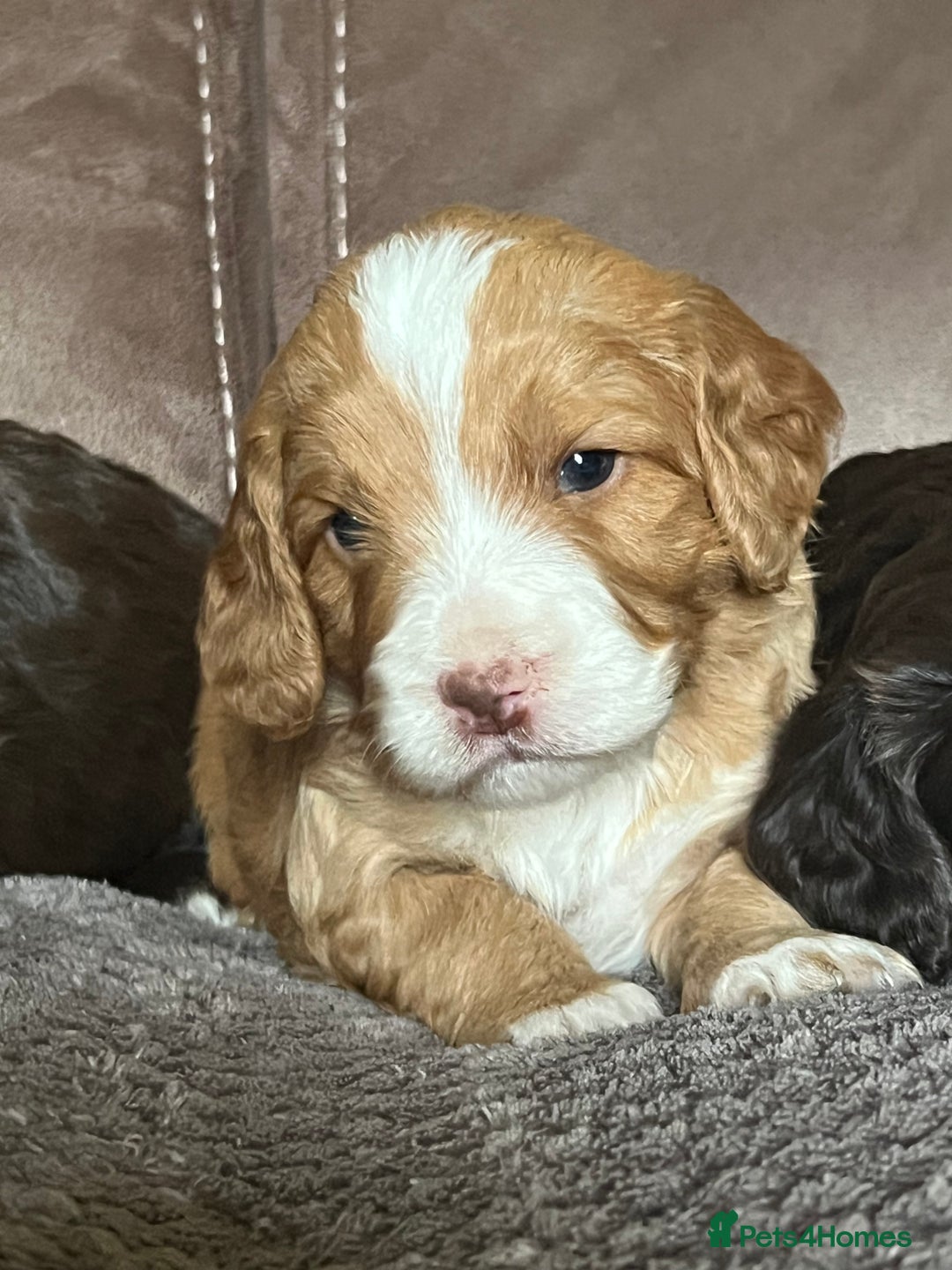 Cockapoo dogs for sale: F1 Cockapoos 5⭐️ Licensed Breeder Fully DNA Tested - Advert 18