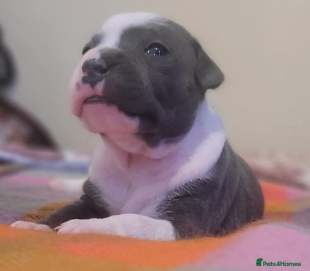 Staffordshire Bull Terrier dogs Blue Staff pups - Advert 1