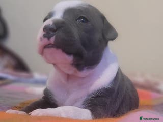 Staffordshire Bull Terrier dogs Blue Staff pups - Advert 1