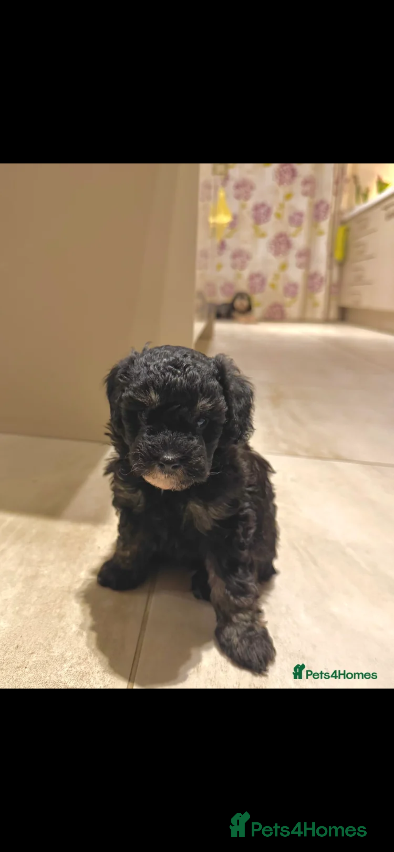 Maltipoo dogs Adorable black Maltipoo puppy - last girl   - Advert 2