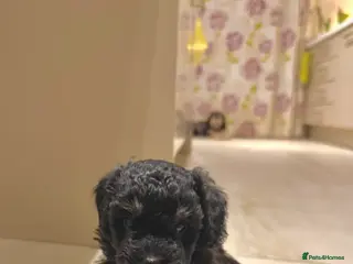 Maltipoo dogs Adorable black Maltipoo puppy - last girl - Advert 3