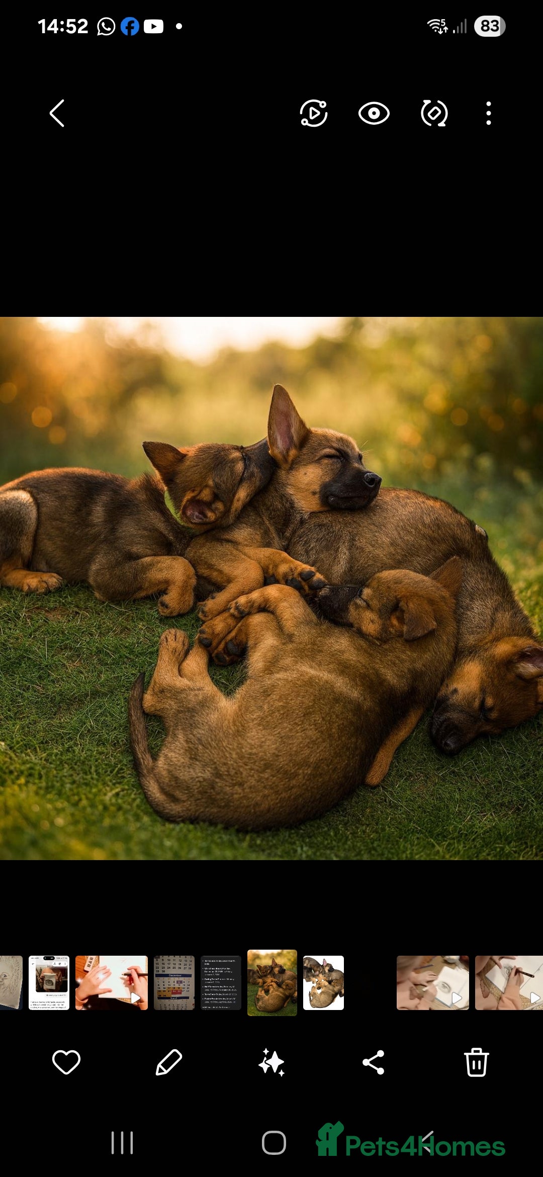 German Shepherd dogs for sale: Beautiful German shepherd pups - Advert 4