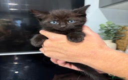 Ragdoll cats for sale: 4 brown fluffy ragdoll cross kittens  - Image 5