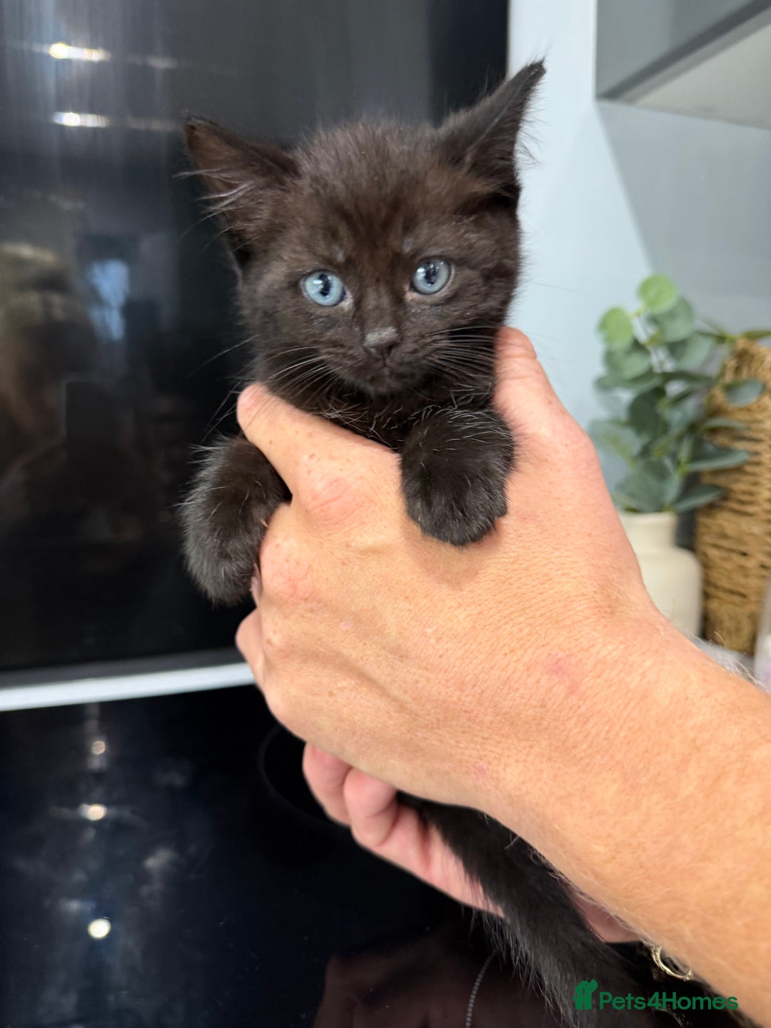 Ragdoll cats for sale: 4 brown fluffy ragdoll cross kittens  - Image 5