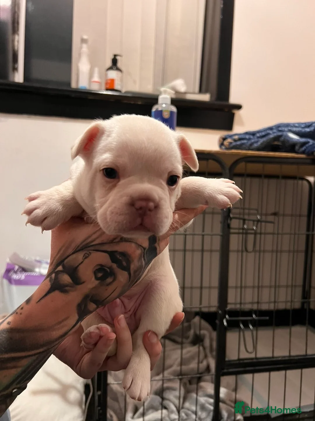 French Bulldog dogs for sale: 🐾 DWKC Registered French Bulldog Puppies  - Advert 4