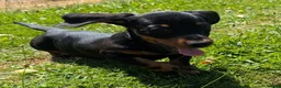 Miniature Dachshund dogs for sale: Quality KC/ PRA clear Miniature Dachshund Puppies  - Advert 10