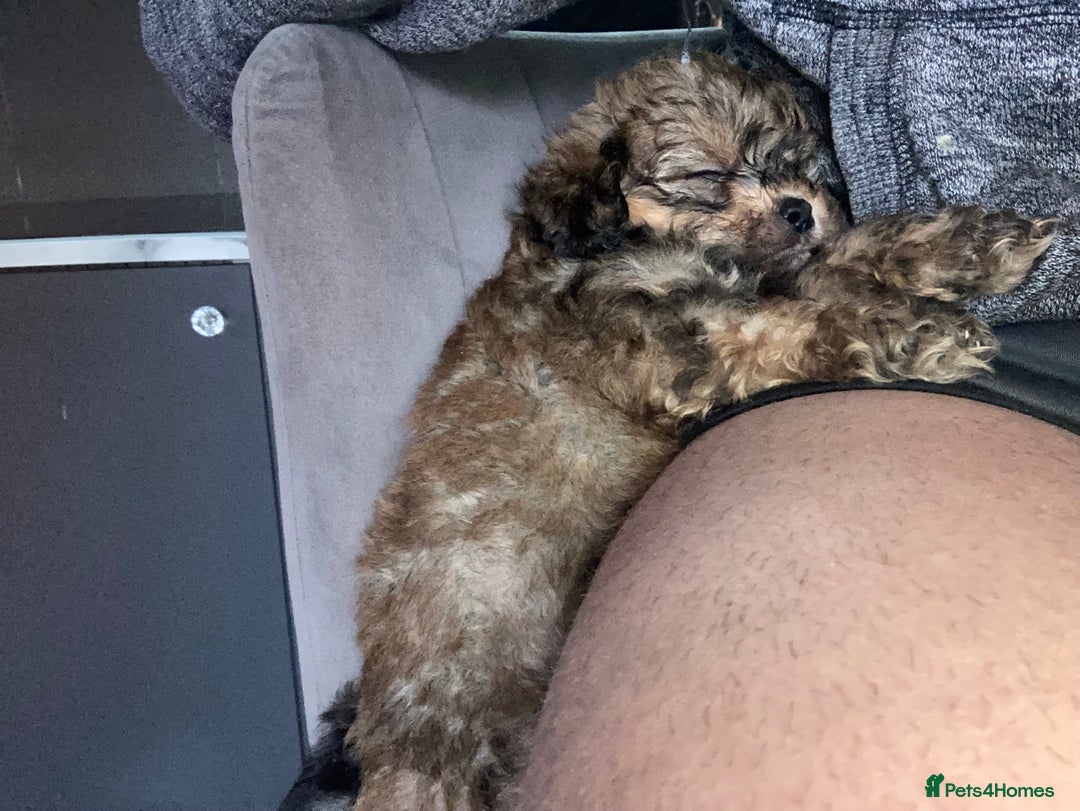 Shihpoo dogs for sale: WAITING LIST for Our 2026 Toy Shihpoo - Advert 9