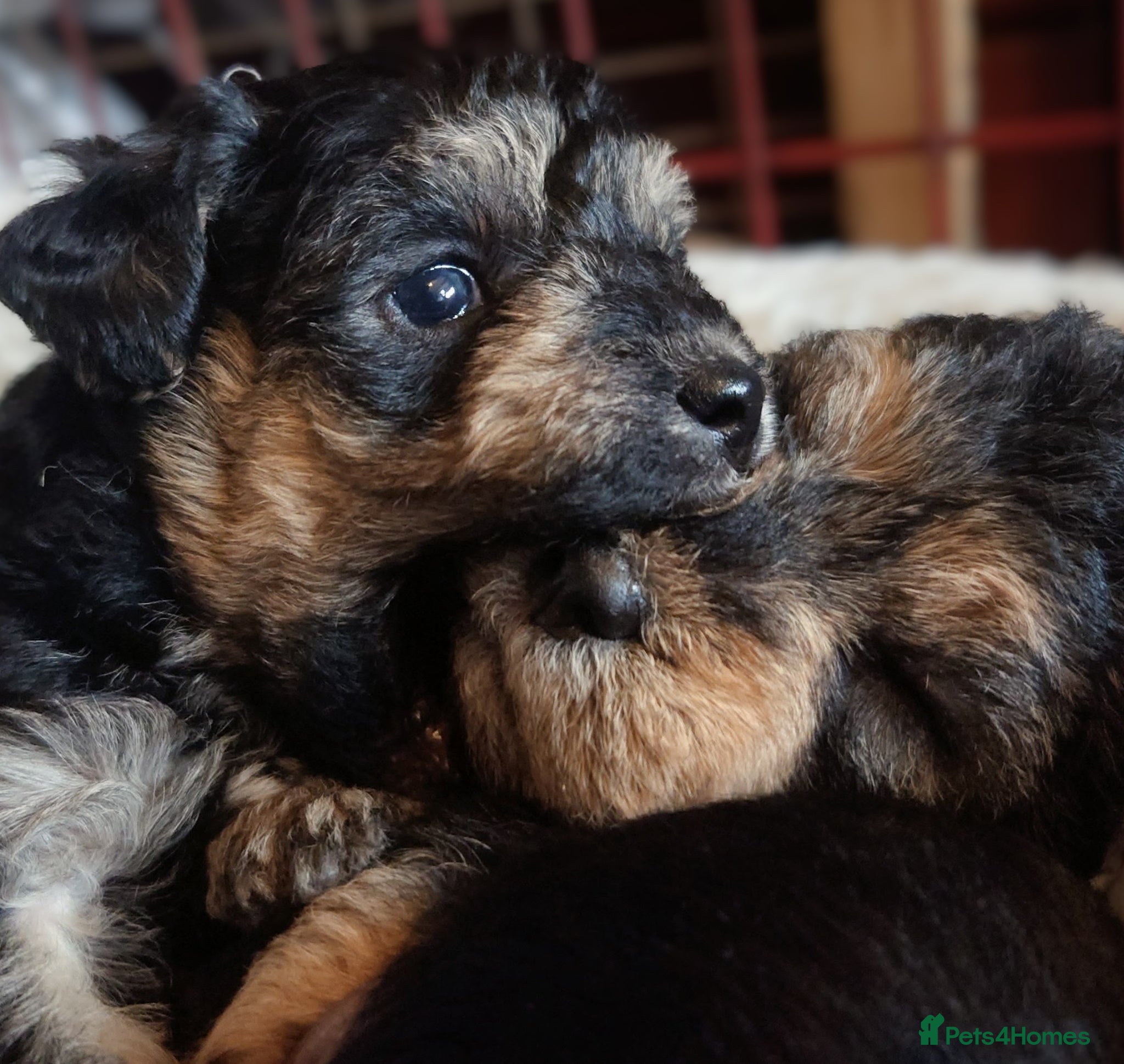 Mixed Breed dogs Adorable poodle x scoodle puppies  - Advert 18