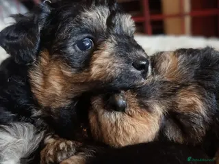 Mixed Breed dogs Adorable poodle x scoodle puppies - Advert 1