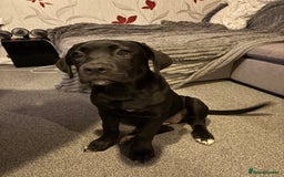 Cane Corso dogs for sale: Cane Corso puppy called “Baby” - Image 9