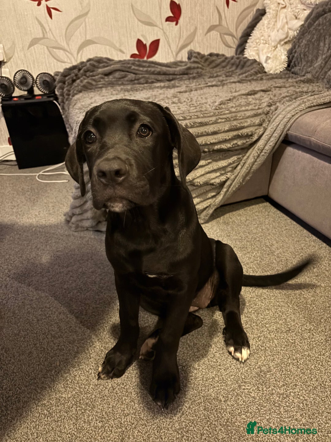 Cane Corso dogs for sale: Cane Corso puppy called “Baby” - Image 9