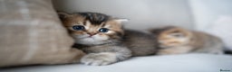 British Shorthair cats for sale: 1 girl available  - Advert 4