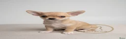 Chihuahua dogs for sale: 🐾Chihuahua Girls ready for forever loving homes - Advert 15