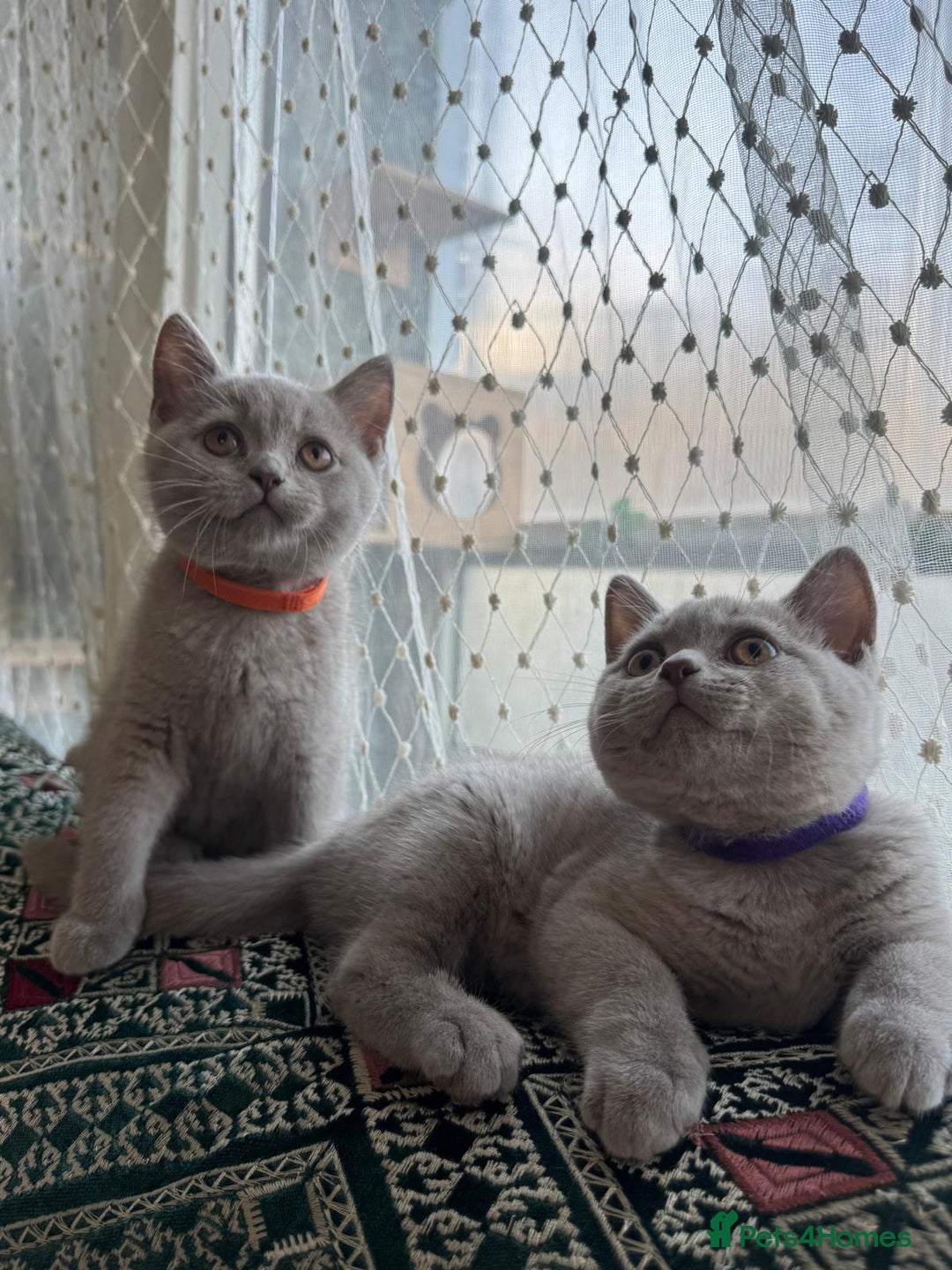 British Shorthair cats for sale: 🐾 British Shorthair Kittens Looking for Homes 🏡 - Advert 4
