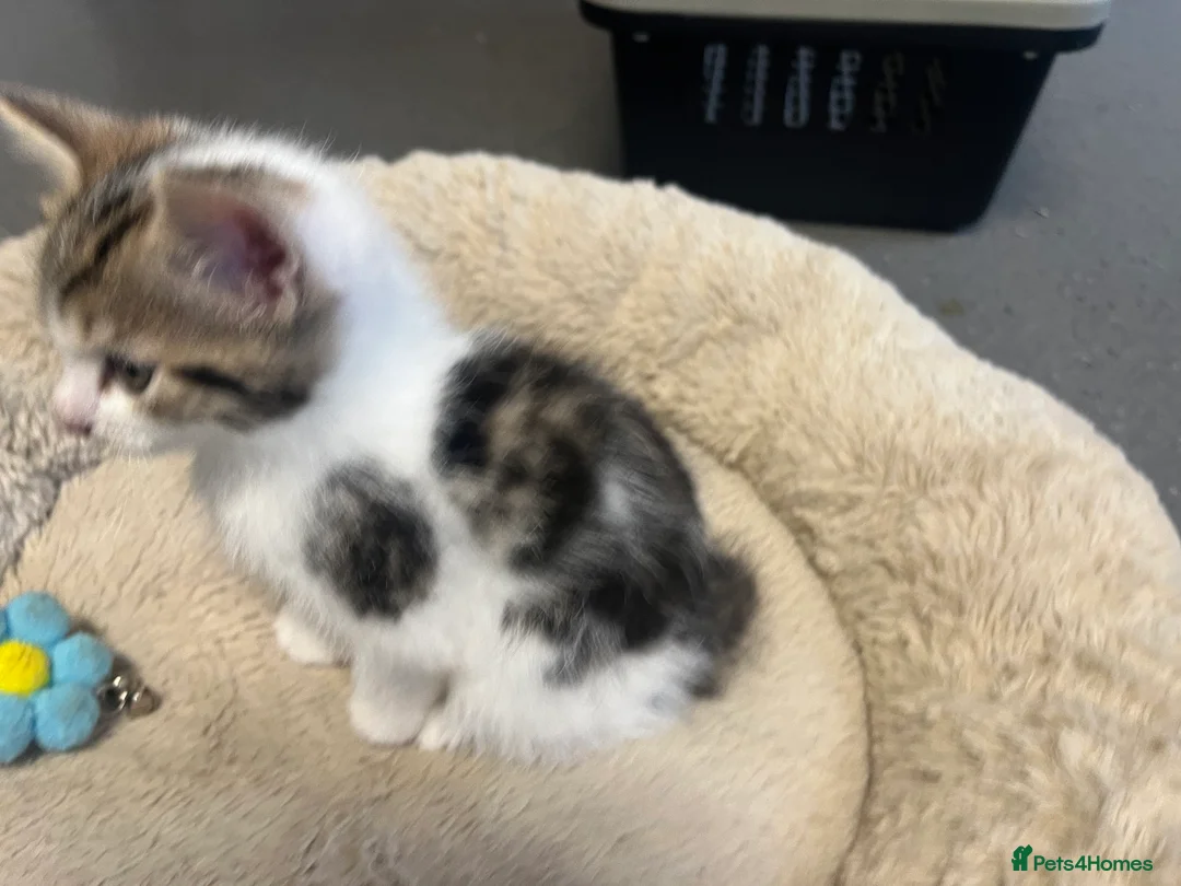 Mixed Breed cats for sale: Stunning 8 week old Mixed Breed Female kittens - Advert 13