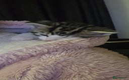 Bengal cats for sale: Adorable cuddly male - Image 3