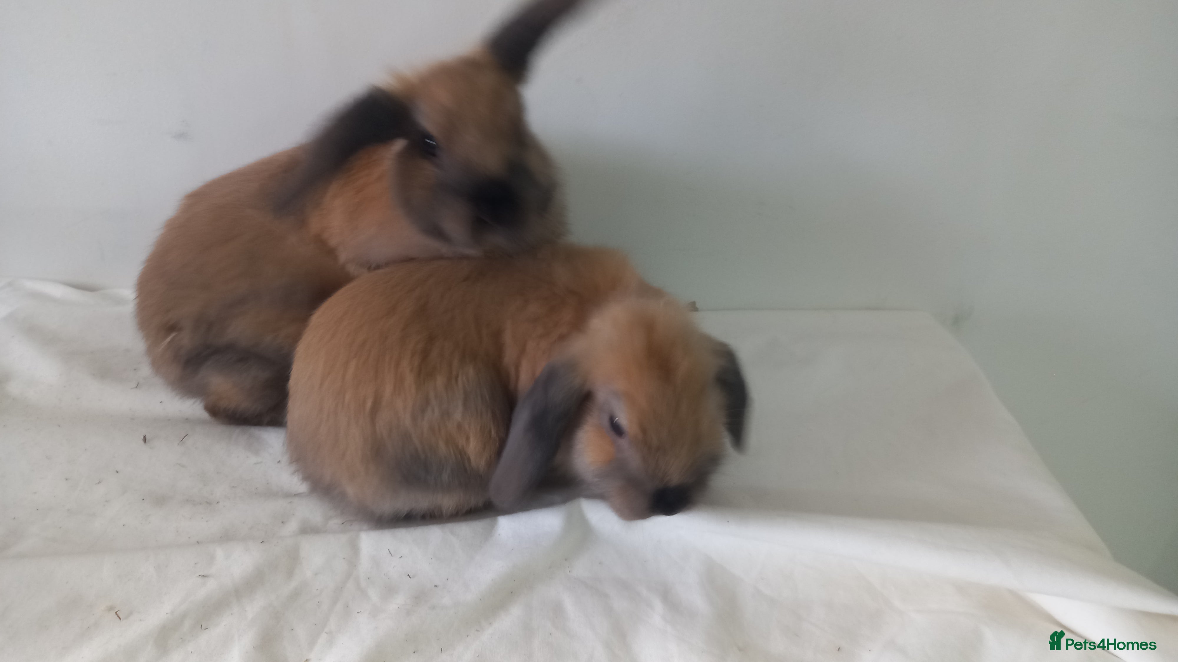 Mini Lop rabbits 2 Beautiful Mini Baby Lops  - Advert 13