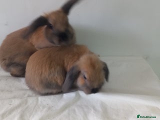 Mini Lop rabbits 2 Beautiful Mini Baby Lops - Advert 13