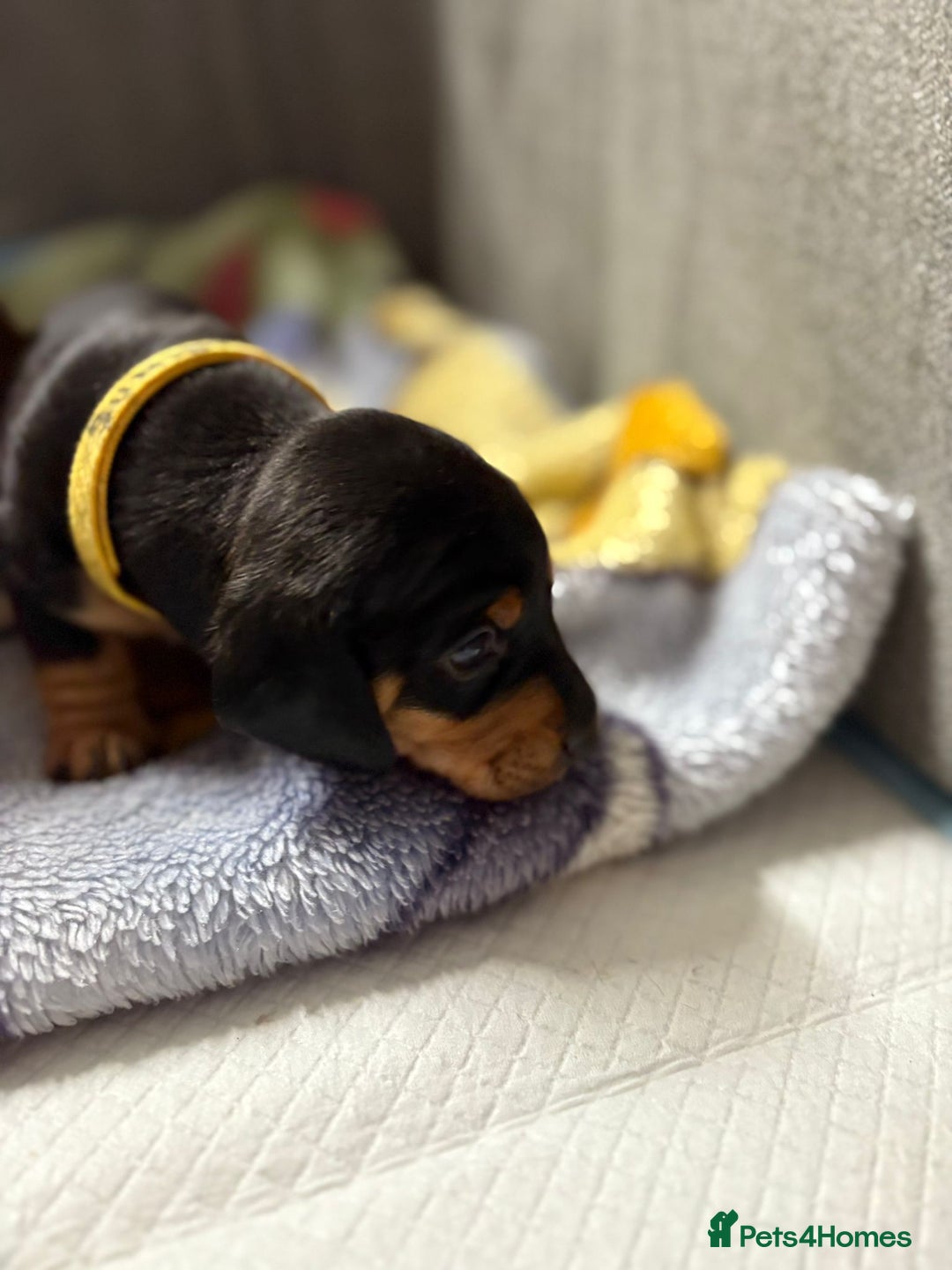 Dachshund dogs for sale: Beautiful Miniature Dachshund - Advert 35