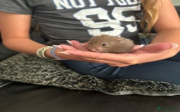 Hamster rodents for sale: Stunning long and short haired hamsters - Image 2