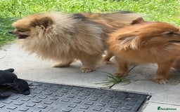 Pomeranian dogs for stud: Rio the adorable  Teddy Bear  .Ready to impress!! in Oldham - Image 7