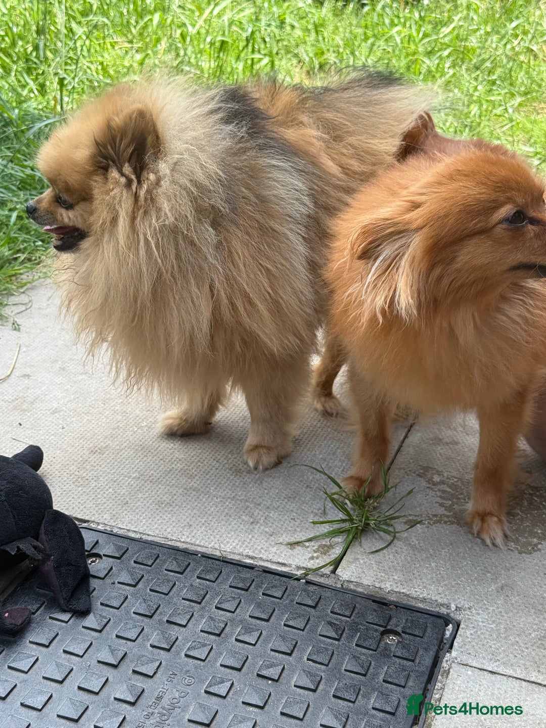 Pomeranian dogs for stud: Rio the adorable  Teddy Bear  .Ready to impress!! in Oldham - Image 7