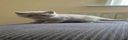 British Shorthair cats for sale: British Shorthair Kittens for Sale! Lilac & Blue! - Advert 4