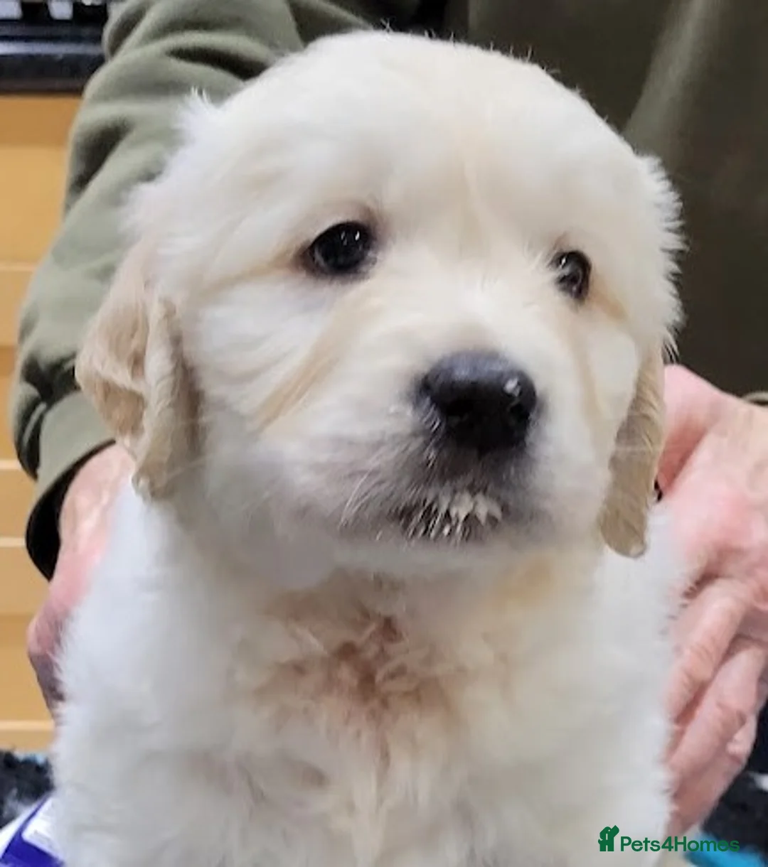 Golden Retriever dogs for stud: Cesarka Golden Retrievers in Conwy - Advert 19