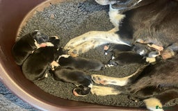 Border Collie dogs for sale: Border Collie puppies, ISDS - Image 2
