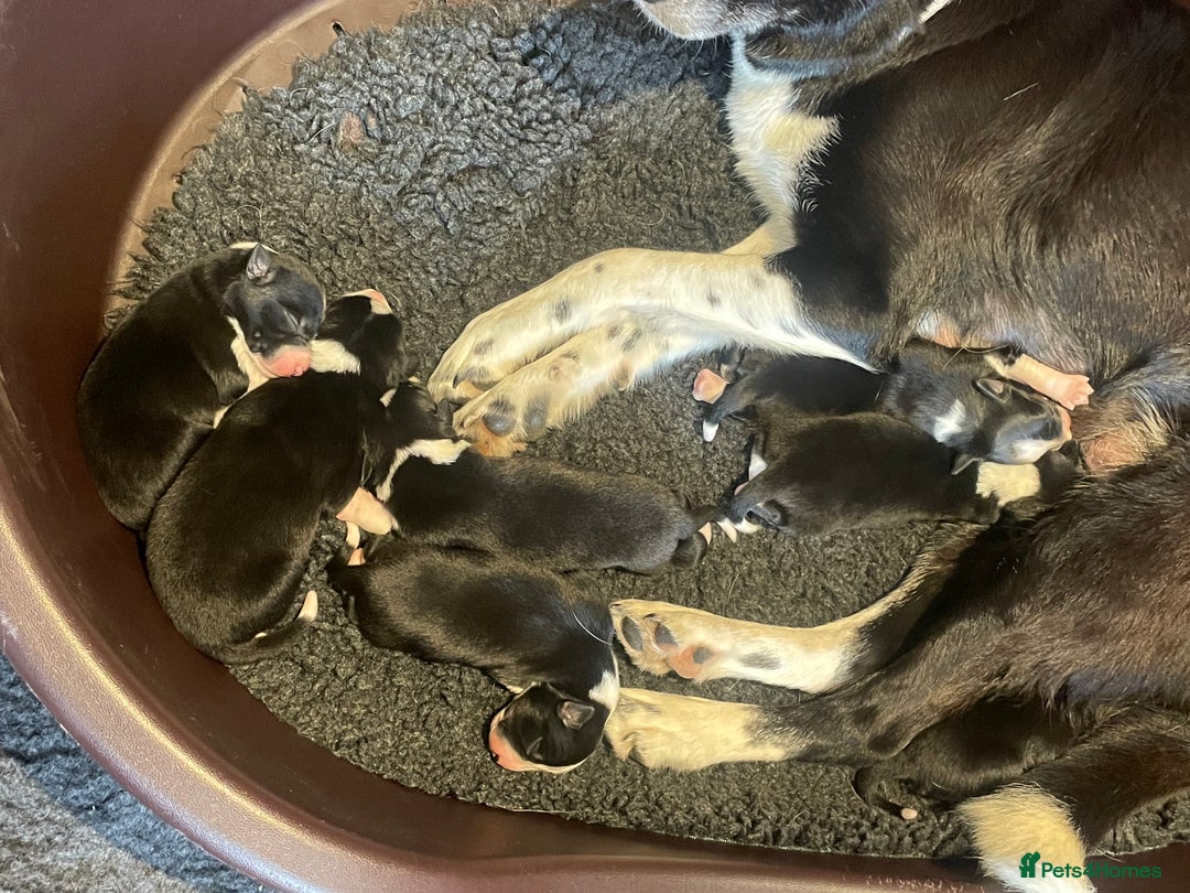 Border Collie dogs for sale: Border Collie puppies, ISDS - Image 2