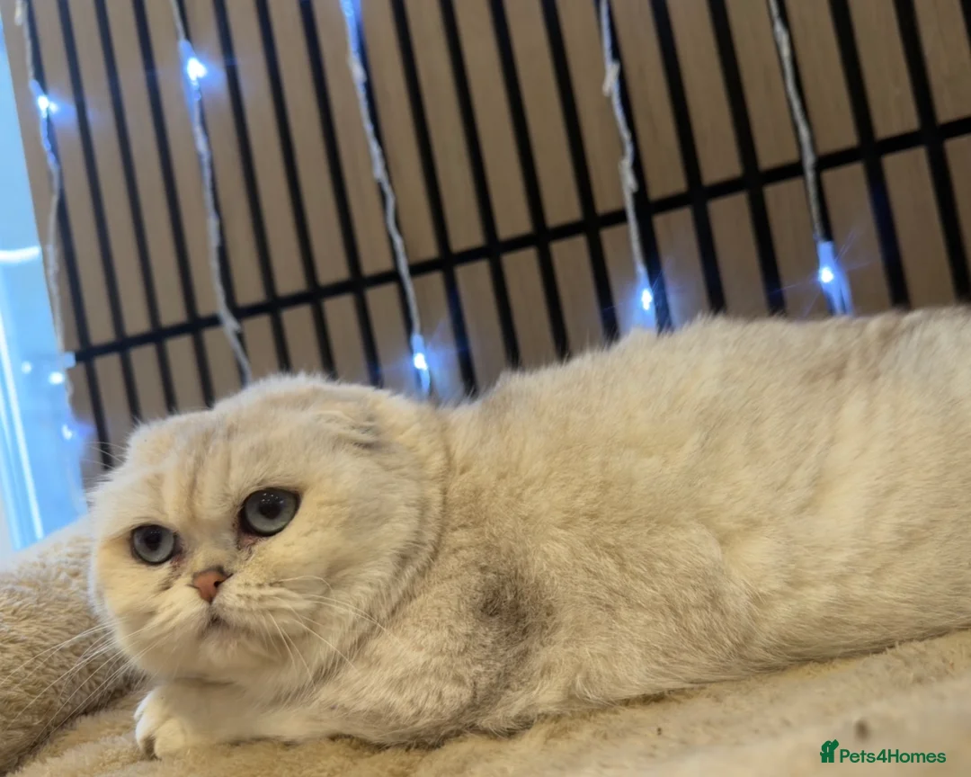 Scottish Fold cats for sale: Chinchilla Queen for sale - Advert 2