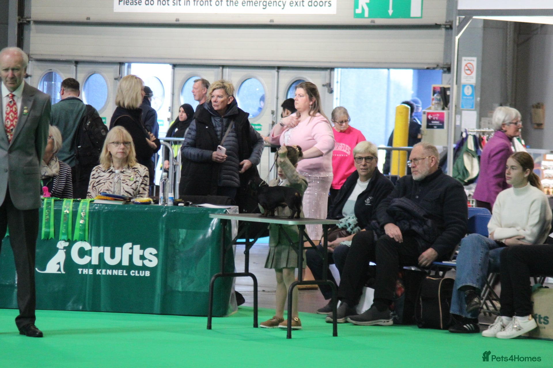 Miniature Dachshund dogs Crufts qualified black & tan  in Bridgnorth - Advert 12