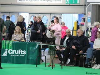 Miniature Dachshund dogs Crufts qualified black & tan in Bridgnorth - Advert 12
