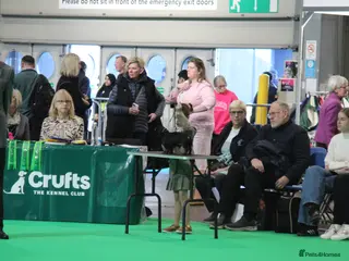 Miniature Dachshund dogs Crufts qualified black & tan in Bridgnorth - Advert 14
