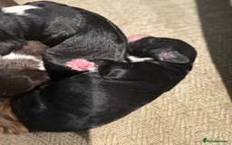 Cockapoo dogs for sale: Miniature f1 Cockapoos puppies - Advert 19