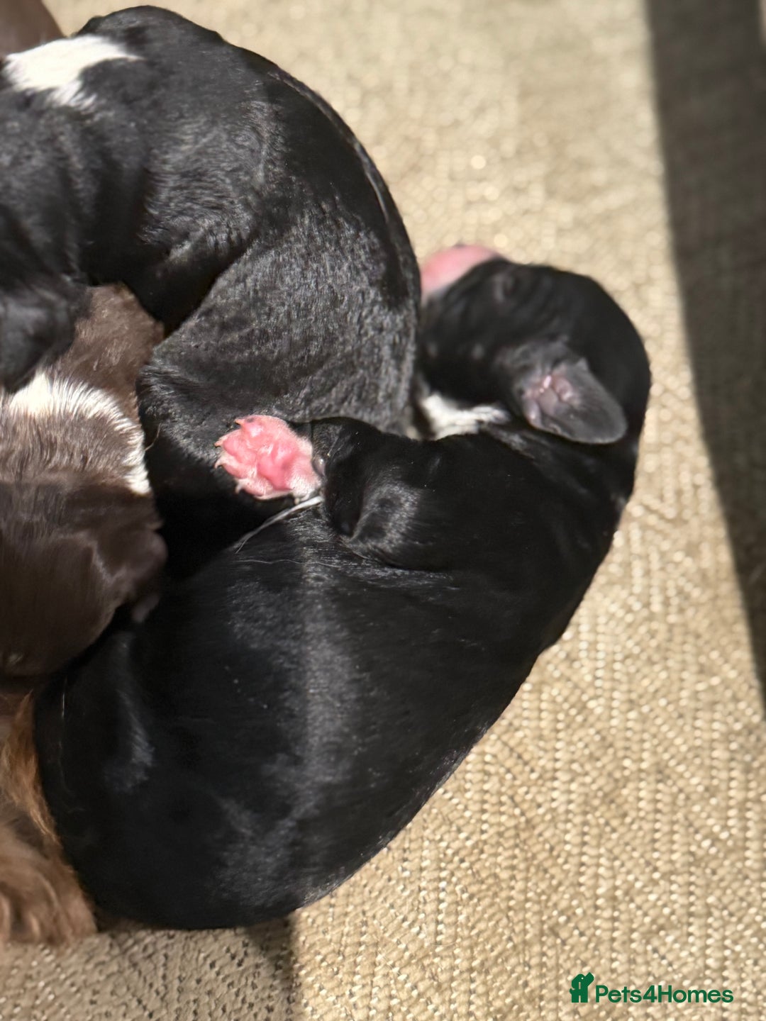 Cockapoo dogs for sale: Miniature f1 Cockapoos puppies - Advert 19